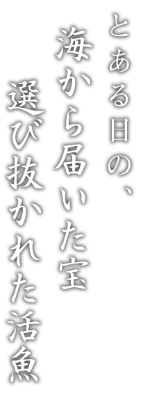 とある日の、厳選活魚